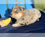 Bella - Male Pomsky Puppy for Sale - Photo #7