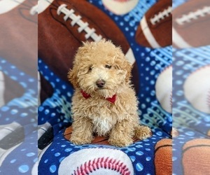 Poodle (Miniature) Puppy for sale in LINCOLN UNIVERSITY, PA, USA