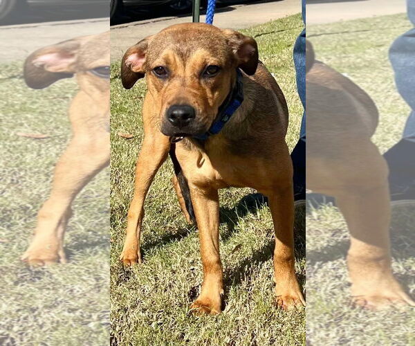 Medium Photo #13 Labrador Retriever-Unknown Mix Puppy For Sale in Munford, TN, USA