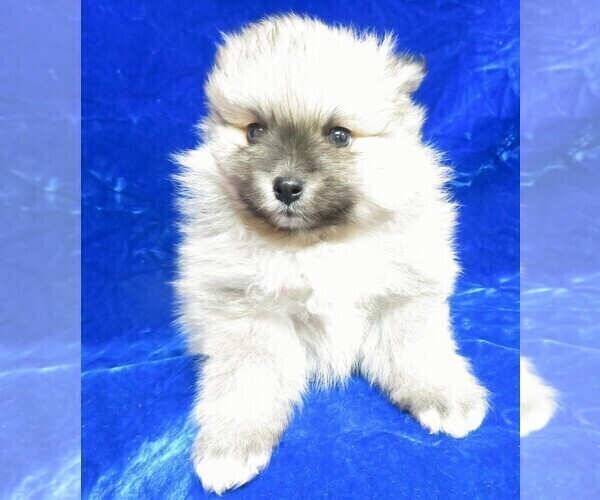Medium Photo #2 Pomeranian Puppy For Sale in NORWOOD, MO, USA
