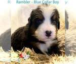 Small Photo #4 Bernese Mountain Dog Puppy For Sale in CLINTON, MO, USA