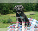 Small #4 German Shepherd Dog