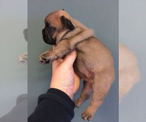 French Bulldog Puppy for sale in CARSON CITY, NV, USA
