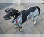 Small #2 Mutt