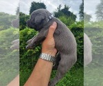 Small #2 Labrador Retriever