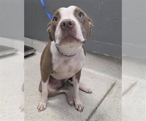 American Pit Bull Terrier-Unknown Mix Dogs for adoption in Tallahassee, FL, USA
