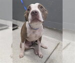 Small American Pit Bull Terrier Mix