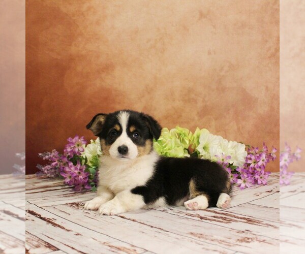 Medium Photo #1 Pembroke Welsh Corgi Puppy For Sale in COATESVILLE, PA, USA