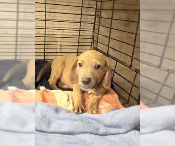 Medium Photo #2 Basset Hound-Unknown Mix Puppy For Sale in New York, NY, USA
