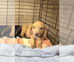 Small #1 Basset Hound Mix