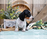 Small #2 Dachshund