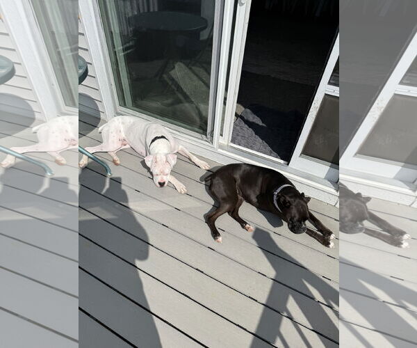 Medium Photo #3 Boxer Puppy For Sale in Woodbury, MN, USA