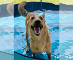 Small #1 German Shepherd Dog Mix