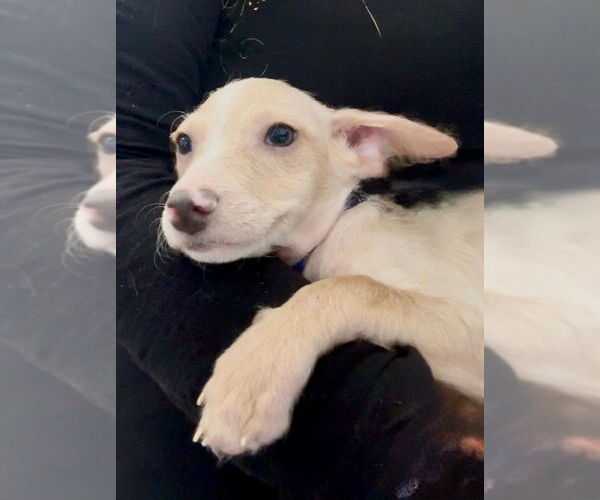 Medium Photo #3 Mutt Puppy For Sale in San Diego, CA, USA