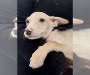 Nelson - Male Mutt Dog for Adoption - Photo #3
