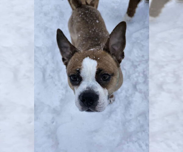 Medium Photo #2 English Boston Bulldog Puppy For Sale in Oro Medonte, Ontario, Canada