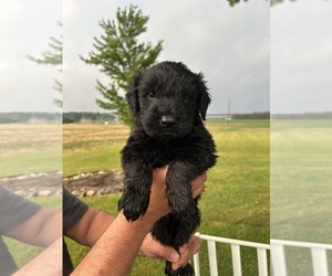 Schnauzer (Giant) Puppy for sale in COLUMBIA CITY, IN, USA