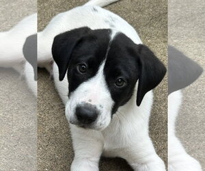 Labrador Retriever-Unknown Mix Dogs for adoption in Rockaway, NJ, USA