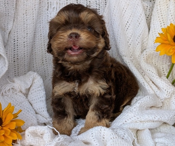 Medium Photo #2 Cock-A-Poo Puppy For Sale in GOSHEN, IN, USA