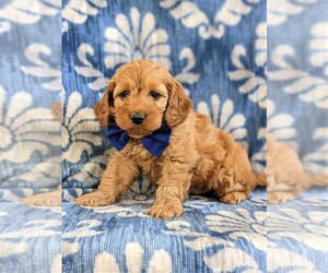 Cocker Spaniel-Poodle (Miniature) Mix Puppy for sale in NOTTINGHAM, PA, USA