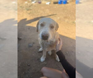 Labrador Retriever-Unknown Mix Dogs for adoption in San Diego, CA, USA