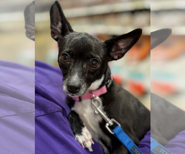 Medium Photo #2 Rat-Cha Puppy For Sale in Wheaton, IL, USA