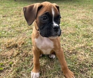 Boxer Puppy for sale in BROCKTON, MA, USA