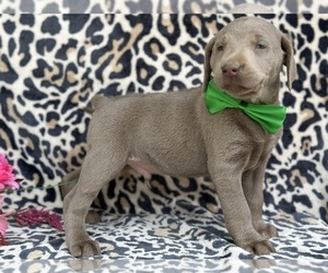 Labrador Retriever Puppy for sale in LANCASTER, PA, USA