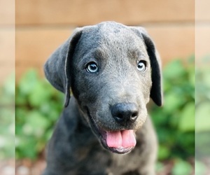 Australian Cattle Dog-Labrador Retriever Mix Puppy for Sale in BELLMEAD, Texas USA
