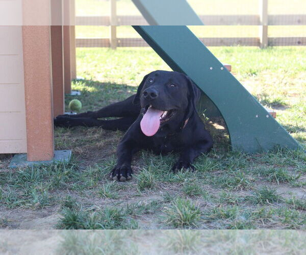Medium Photo #4 Labrador Retriever Puppy For Sale in Chestertown, MD, USA