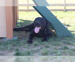 Small #3 Labrador Retriever