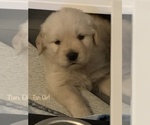 Small Photo #12 Golden Retriever Puppy For Sale in WILM, NC, USA