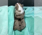 Small Photo #40 Boston Terrier Puppy For Sale in TULARE, CA, USA