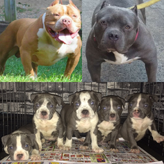 American Pit Bull Terrier Puppy for sale in BRONX, NY, USA
