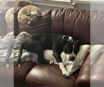 Small #4 American Pit Bull Terrier Mix