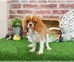 Small #10 Cavalier King Charles Spaniel