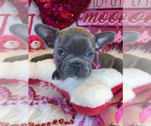 Medium Photo #7 French Bulldog Puppy For Sale in HEATHROW, FL, USA