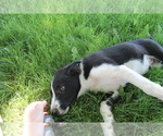 Small Photo #1 Border Collie Puppy For Sale in VALLEY, WA, USA