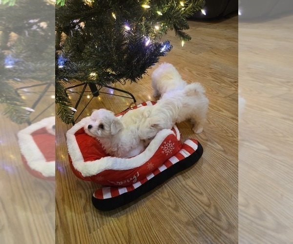 Medium Photo #1 Maltese Puppy For Sale in GRANGEVILLE, ID, USA