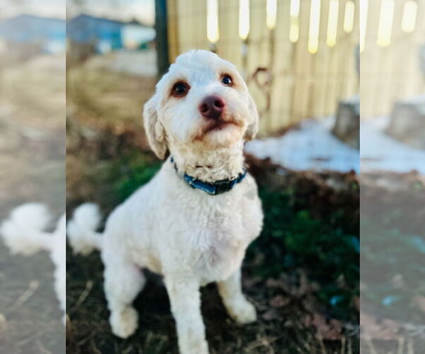 Medium Photo #3 Poodle (Miniature)-Unknown Mix Puppy For Sale in Pacolet, SC, USA
