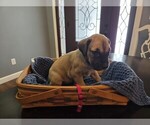 Puppy Dark pink Great Dane