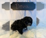 Small Photo #3 Aussiedoodle-Poodle (Miniature) Mix Puppy For Sale in REEDS SPRING, MO, USA