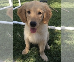 Golden Retriever Puppy for sale in SANTA ANA, CA, USA