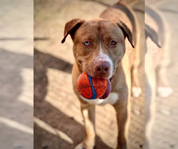 Medium Photo #1  Puppy For Sale in , 