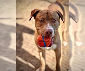 Labsky Dogs for adoption in Lodi, CA, USA
