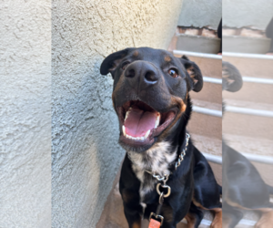 Rottweiler-Unknown Mix Dogs for adoption in Marina Del Rey, CA, USA