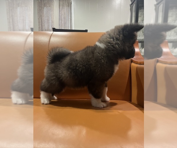 Medium Photo #2 Akita Puppy For Sale in SOMERSET, NJ, USA