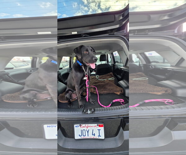 Medium Photo #5 Labrador Retriever-Unknown Mix Puppy For Sale in San Diego, CA, USA