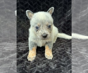 Australian Cattle Dog Puppy for sale in STATE ROAD, NC, USA
