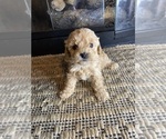 Small Photo #2 Mal-Shi-Poodle (Miniature) Mix Puppy For Sale in MURFREESBORO, AR, USA